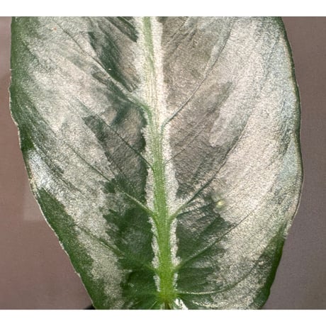 Schismatoglottis sp. from Chaina [カミハタ]