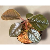 Ardisia sp. from Kalimantan