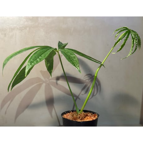 Anthurium polyschistum from Napo Ecuador [tanakay]