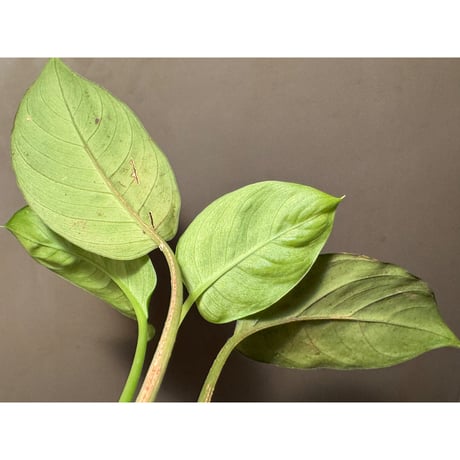 Homalomena sp. from Jambi Sumatera