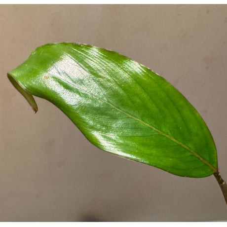 Tweeddaiea roseospatha from Kalimantan Barat