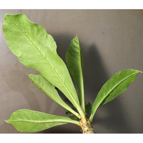 Myrmecodia spec. passport from Baliem Valley, Irian Jaya (実生)