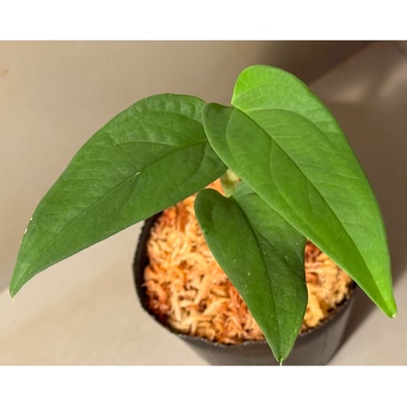 Anadendrum sp. Seruyan Hulu Kalimantan Tengah [PB0925-1]