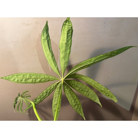 Anthurium polyschistum from Napo Ecuador [tanakay]