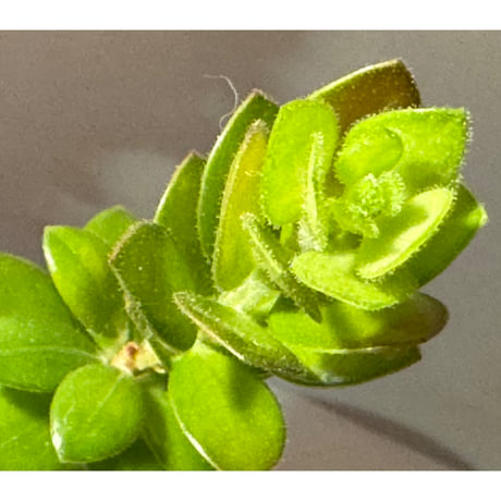 Plutarchia portillae [ECUAGENERA] ②