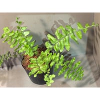 Nephrolepis sp. from Iquitos Peru [tanakay]