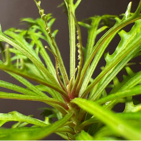 Labisia sp. from Jambi sumatera