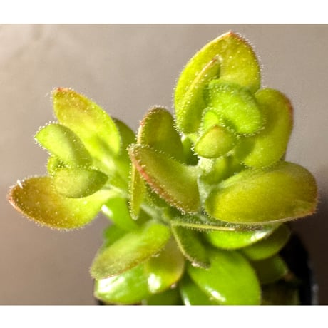 Plutarchia portillae [ECUAGENERA] ①
