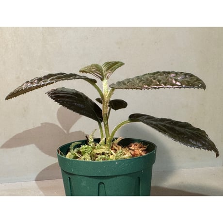 Ardisia sp. from South Thailand