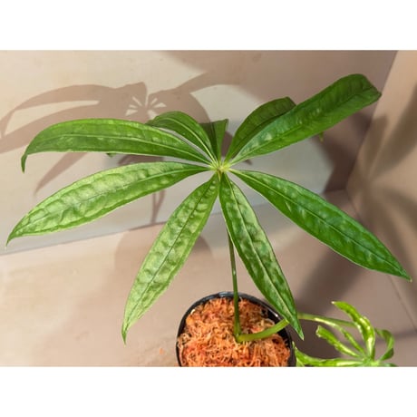Anthurium polyschistum from Napo Ecuador [tanakay]