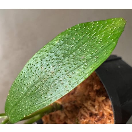 Homalomena hasei "狐尾" from Aceh Sumatera [LA0214-4]