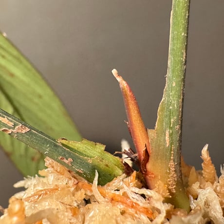 (緑葉) Homalomena sp. Indragiri Hulu Riau Sumatera