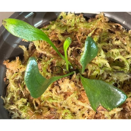 Microsorum thailandicum