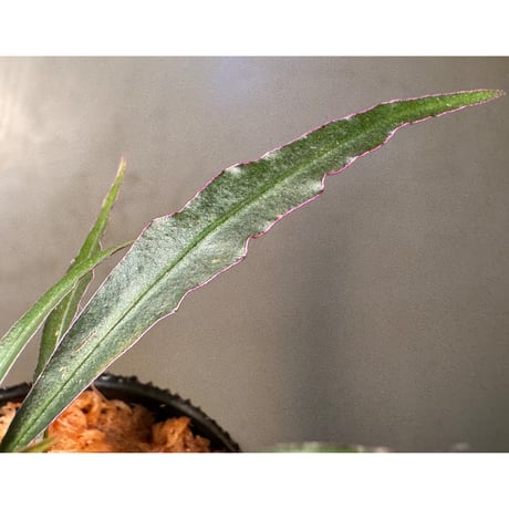 Labisia sp. "Star light"