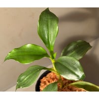 Dracaena sp. from Landak West Kalimantan