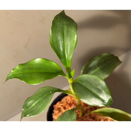 Dracaena sp. from Landak West Kalimantan