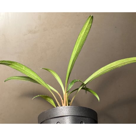 Homalomena uncinata from Aceh Sumatera