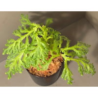 Selaginella sp. from Bogor West Java
