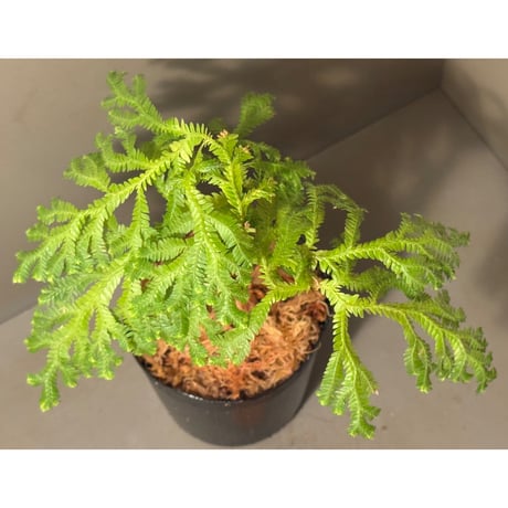 Selaginella sp. from Bogor West Java
