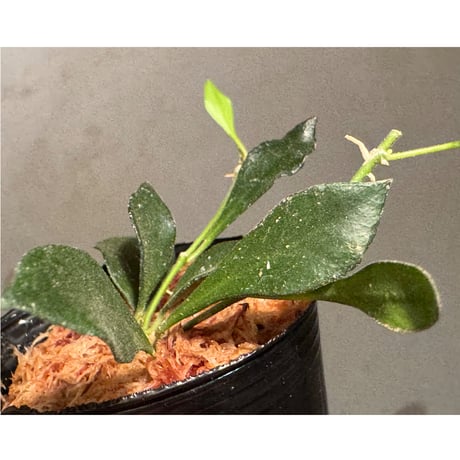 Hoya sp. from Mamasa West Sulawesi 伊藤蟻植物農園