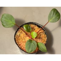 Homalomena sp. from Tawau [TK071116-1]