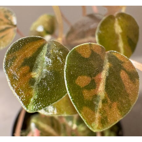 Peperomia columbiana 'Variegated'