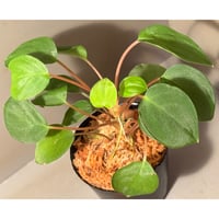 Homalomena sp. from Sabah