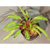 Begonia ambodiforahensis from Madagascar [LA0022-05z]
