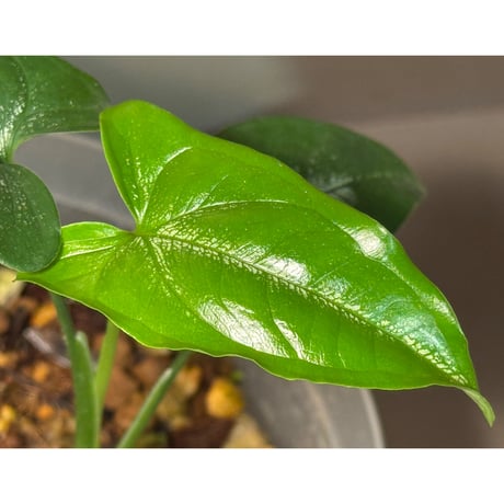 sp. from Bahia Solano Colombia [tanakay]
