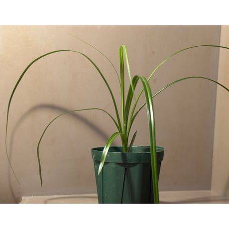 Cyperus sp. from Baratang Island Andaman