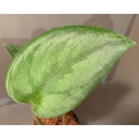 Scindapsus sp. 'Sparkling'