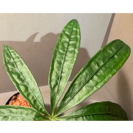 Anthurium polyschistum from Napo Ecuador [tanakay]