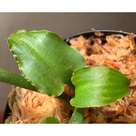 Cryptocoryne versteegii var. versteegii from Timika Papua Tengah