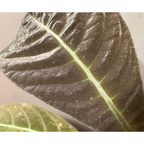 Hoffmannia ghiesbreghtii