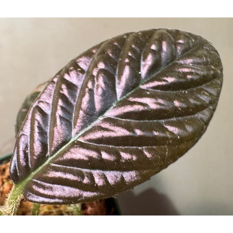 Ardisia sp. from South Thailand