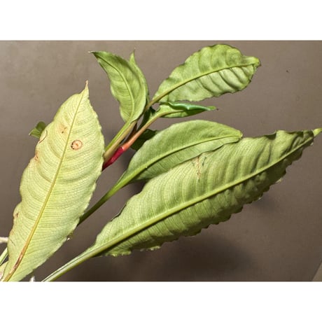 Schismatoglottis sp. from Pinoh Selatan Kalimantan Barat