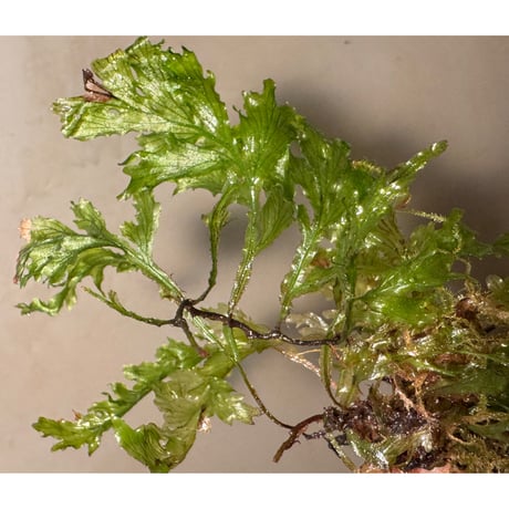 Crepidomanes auriculatum 屋久島産 [KSB]