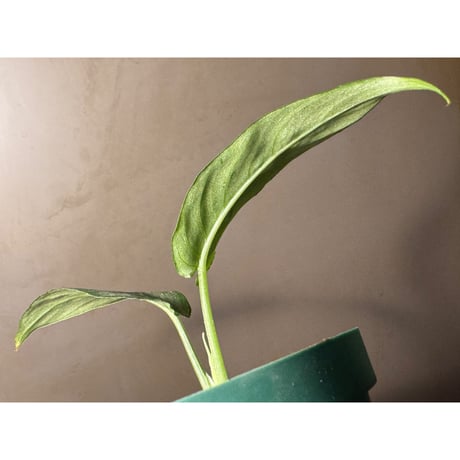Schismatoglottis sp. from Chaina [カミハタ]