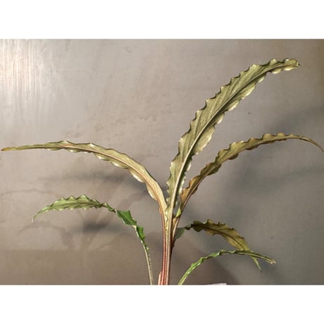 Schismatoglottis sp. "Dragon Tail" from Pangkalan Bun