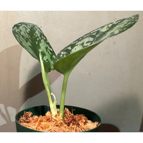 Schindapsus pictus "Amran" Morowai Sulawesi Tengauh [PP-240728-2]