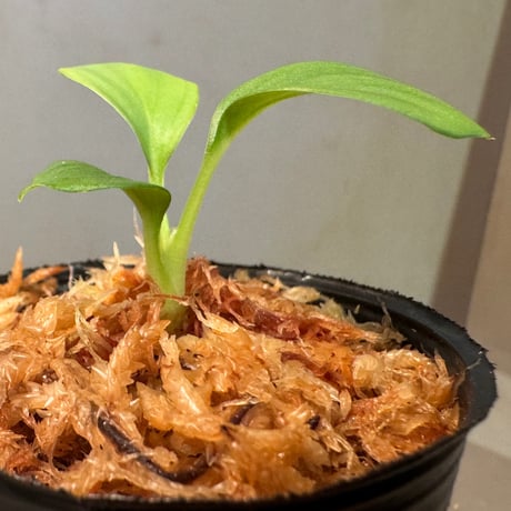 Homalomena sp . from Jerteh [TK090118-2]