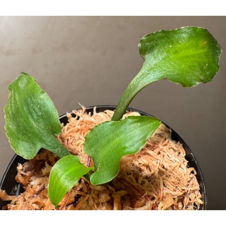 Cryptocoryne versteegii var. versteegii from Timika Papua Tengah
