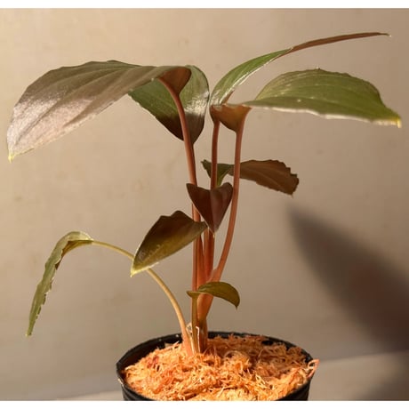 Homalomena sp. "Black Sapphire" from Kepulauan riau