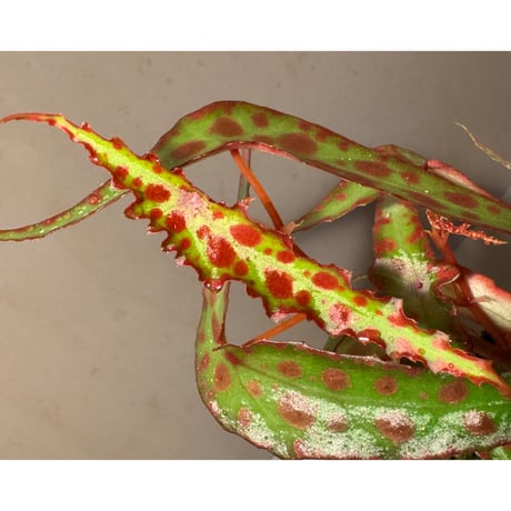 Begonia amphioxus from Borneo