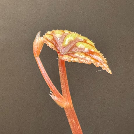 Begonia Variabilis [TK260915]
