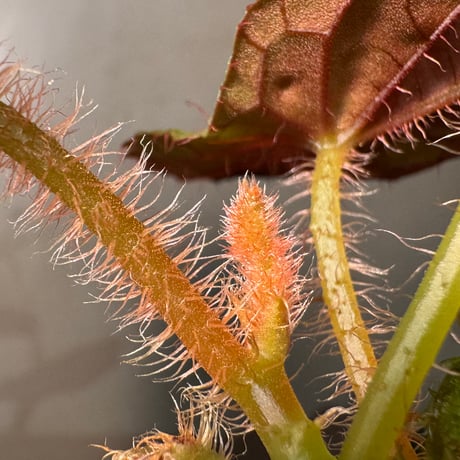 Begonia susaniae