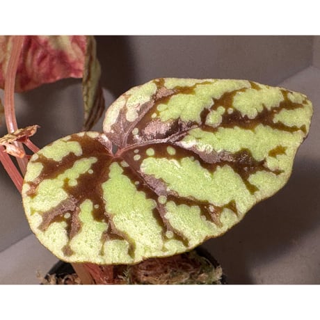 Begonia Variabilis [TK260915]