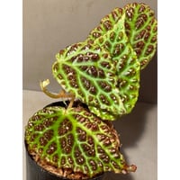 Begonia dracopelta from Borneo