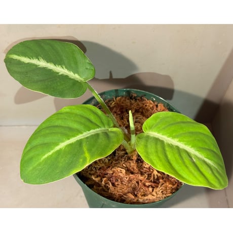 Adelonema palidinervia