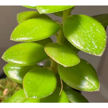 Plutarchia portillae [ECUAGENERA] ①